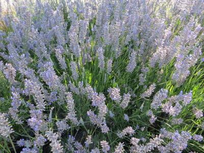 Lavandula x intermedia Provence 1 Gal.