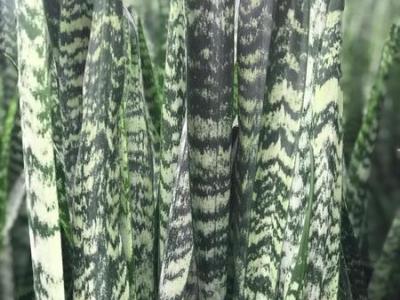 Sanseveria Wintergreen 10"