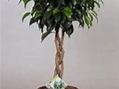 Ficus Benji 14