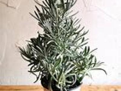 Lavender Tree Form 4"