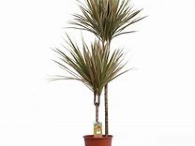 Dracaena Marg Bicolor 10"