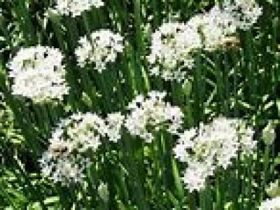 Chives Garlic Organic