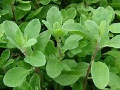 Marjoram Sweet