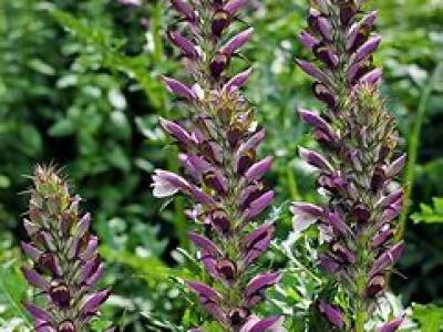 Acanthus Bear's Breeches 3 gal