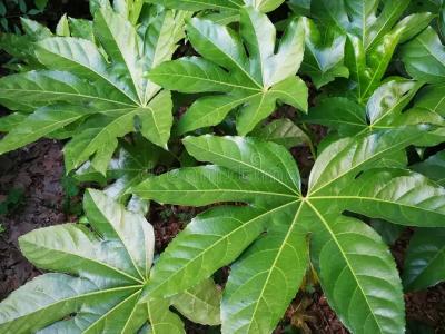 Fatsia Jap 1 gal