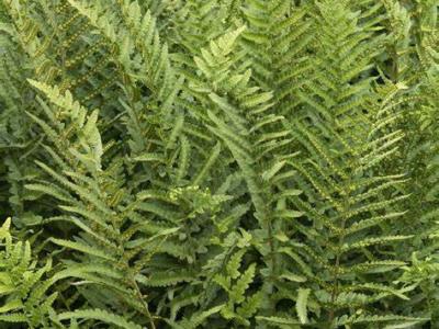 Wood Fern Jurassic T-Rex 2 gal