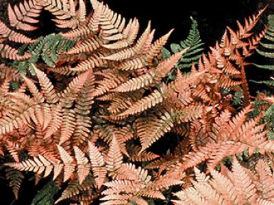 Autumn Fern Brilliance 1 Gal