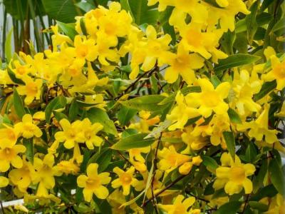 Gelsemium sempervirens Yellow 3 gal. Trellis