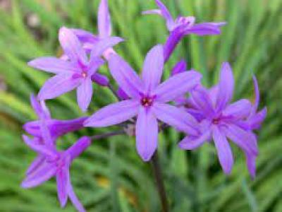 Tulbaghia violacea 1 gallon