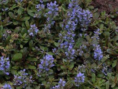 Ajuga 'Chocolate Chip' 4"