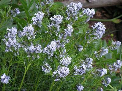 Amsonia hubrichtii 1 Gal.