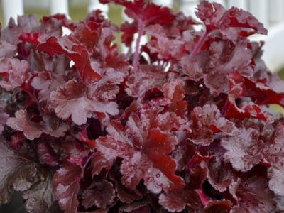 Heuchera Dolce 'Cherry Truffles' #1