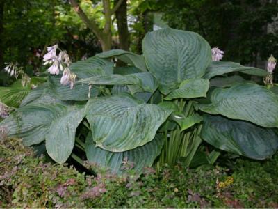 Hosta Shadowland® Series 'Empress Wu' 1 Gal